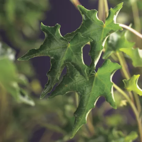 Hedera h. 'Ivalace'