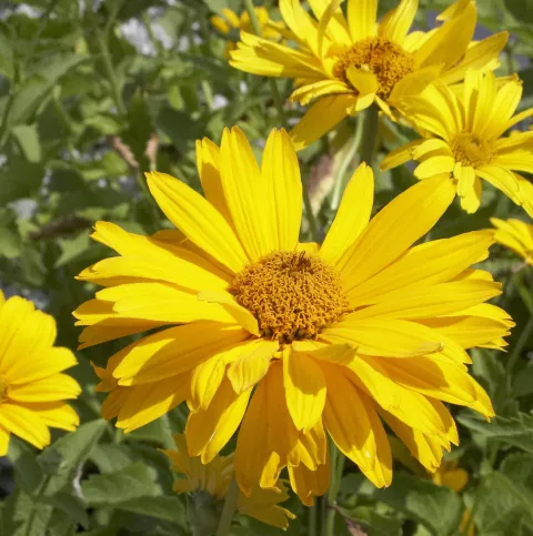 Heliopsis hel. 'Summer Sun'