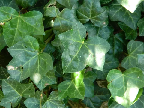 Hedera helix 'Woerner'