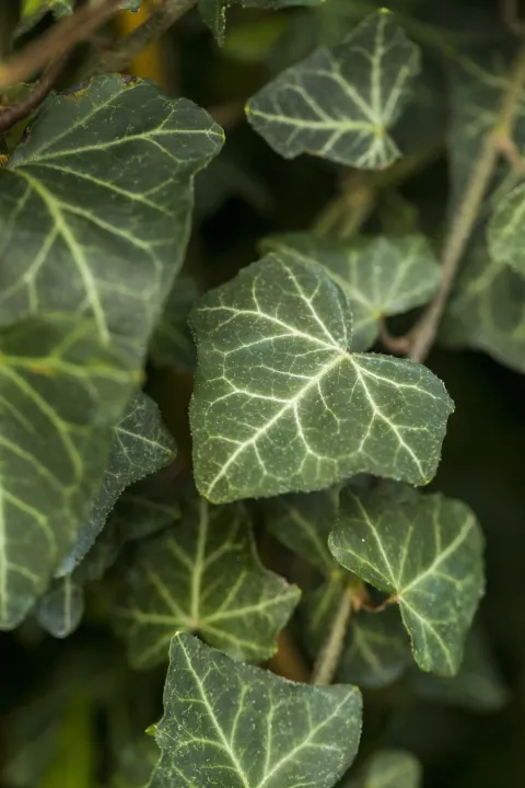 Hedera helix 'Woerner'
