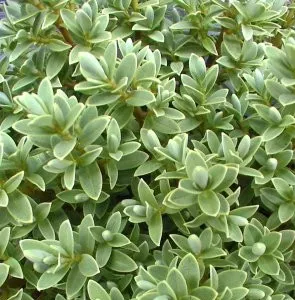 Hebe 'Kleinbladig' Mix