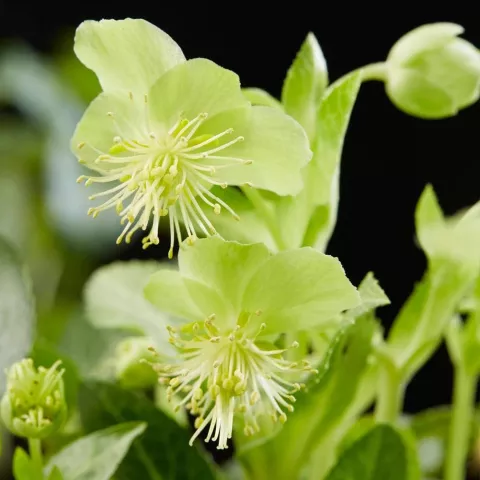Helleborus lividus