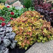 Heuchera 'Marmelade'