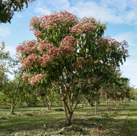 Heptacodium miconoides