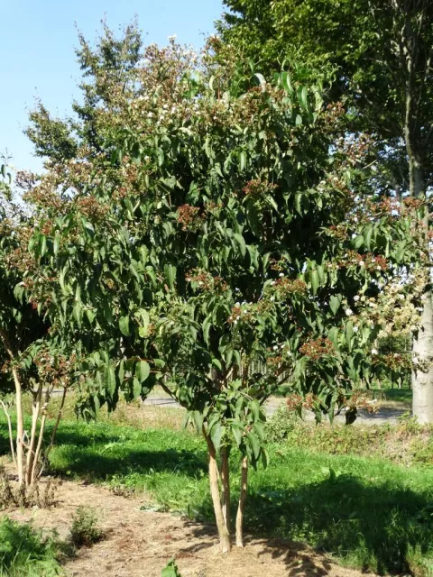 Heptacodium miconoides