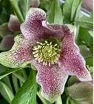 Helleborus or. ViV® 'Eloisa'