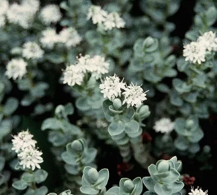 Hebe pinguifolia 'Sutherlandii'