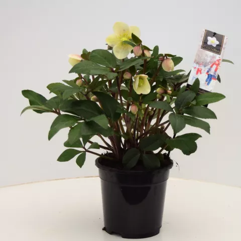 Helleborus HGC® 'Snow Dance'
