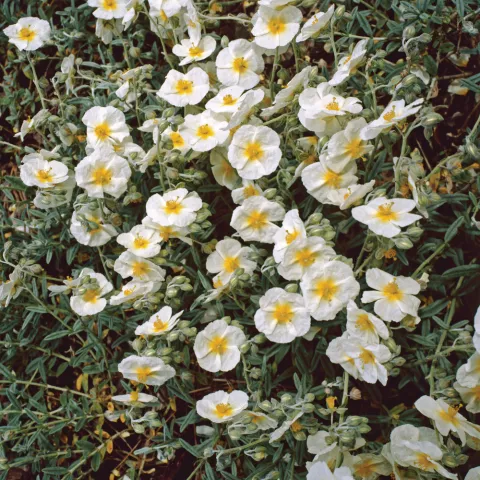 Helianthemum 'The Bride'