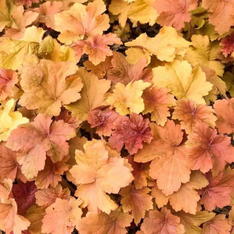Heuchera 'Timeless Orange'