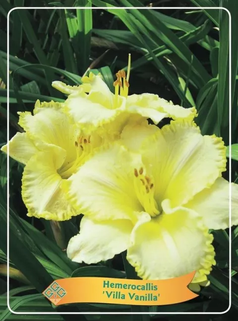 Hemerocallis 'Villa Vanilla'