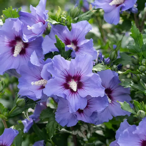 Hibiscus syr. 'Blue Chiffon'
