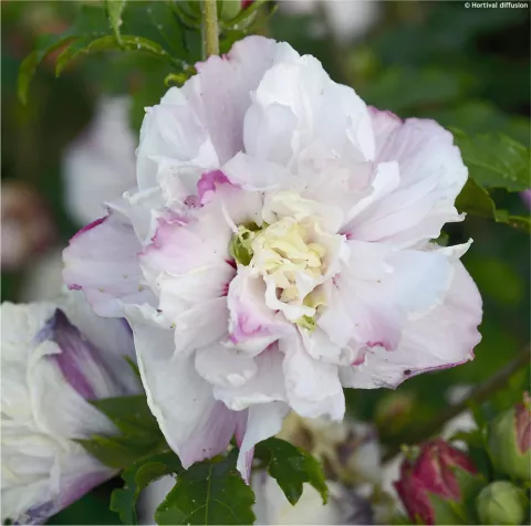Hibiscus syr. 'French Cabaret PASTEL'