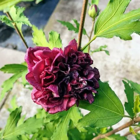 Hibiscus syr. 'French Cabaret RED'