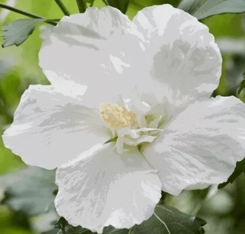 Hibiscus syr. 'Flower tower White'