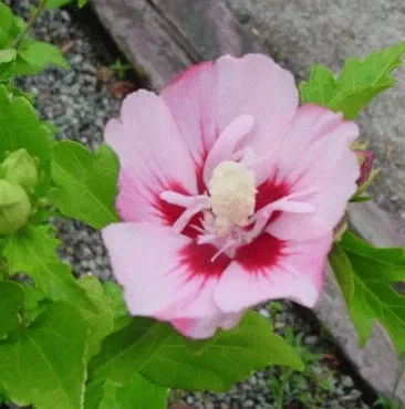 Hibiscus syr. 'Hamabo'
