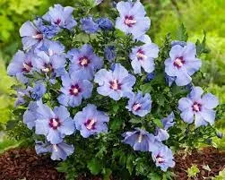 Hibiscus syr. 'Marina'