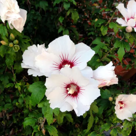 Hibiscus syr. 'Monstrosus'