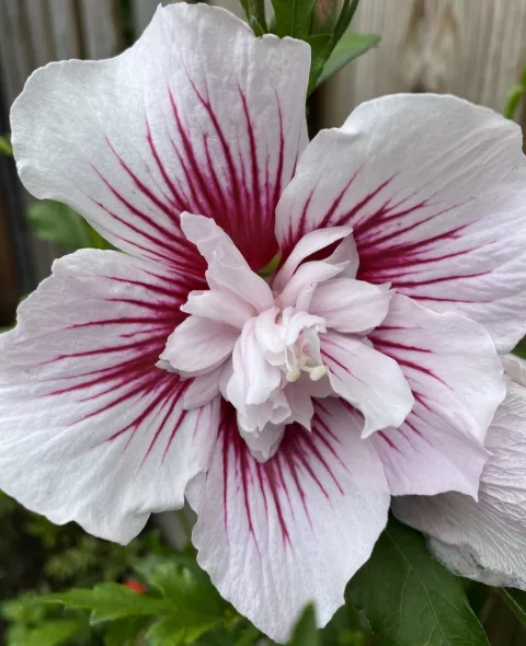 Hibiscus syr. 'Starburst Chiffon'