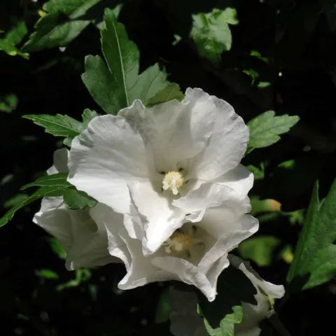 Hibiscus syr. 'Totus Albus'
