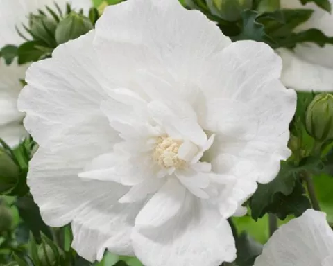 Hibiscus syr. 'White Chiffon'