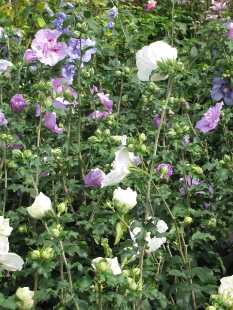 Hibiscus syriacus (in soorten)