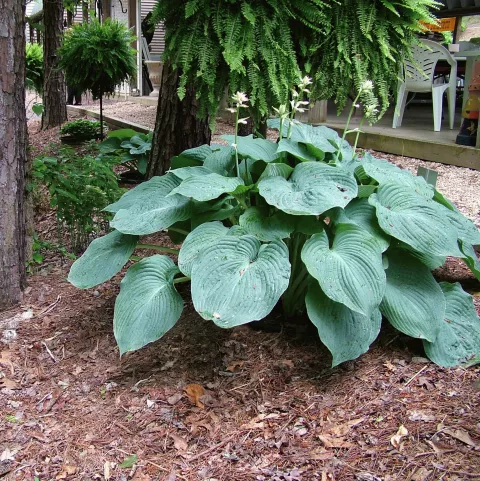 Hosta 'Blue Angel'
