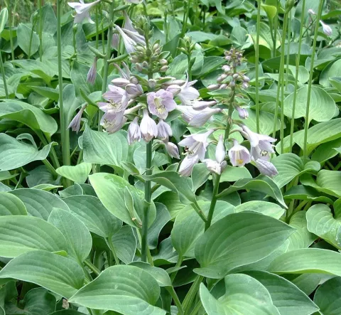 Hosta 'Blue Cadet'