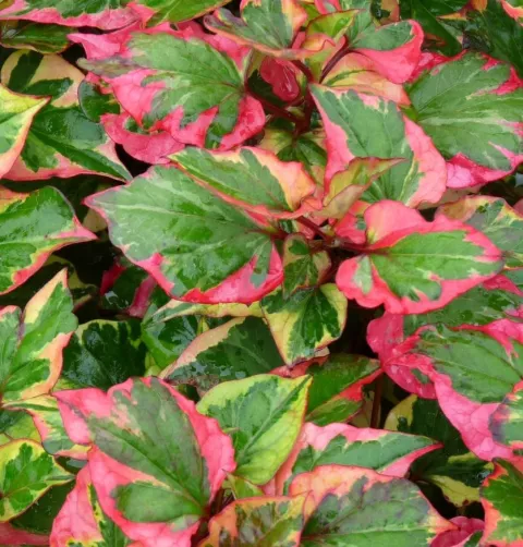 Houttuynia cordata 'Chameleon'