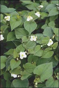 Houttuynia cordata