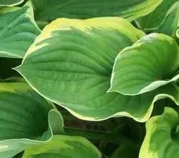 Hosta fort. 'Aureomarginata'