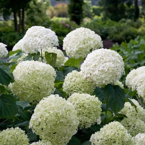 Hydrangea arb. 'Strong Annabelle' = 'Incrediball'®