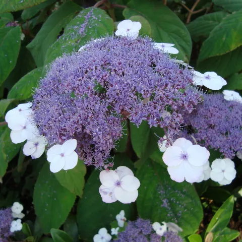 Hydrangea aspera 'Macrophylla'