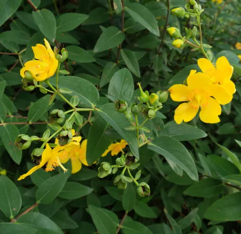 Hypericum calycinum
