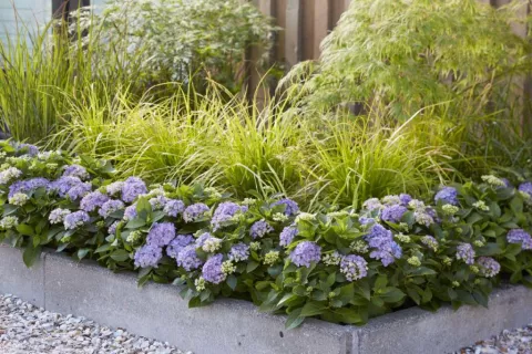 Hydrangea 'Forever and Ever'® Hortbux BLAUW