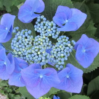 Hydrangea 'Forever and Ever'® Teller BLAUW