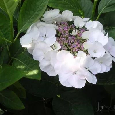 Hydrangea 'Forever and Ever'® Teller WIT