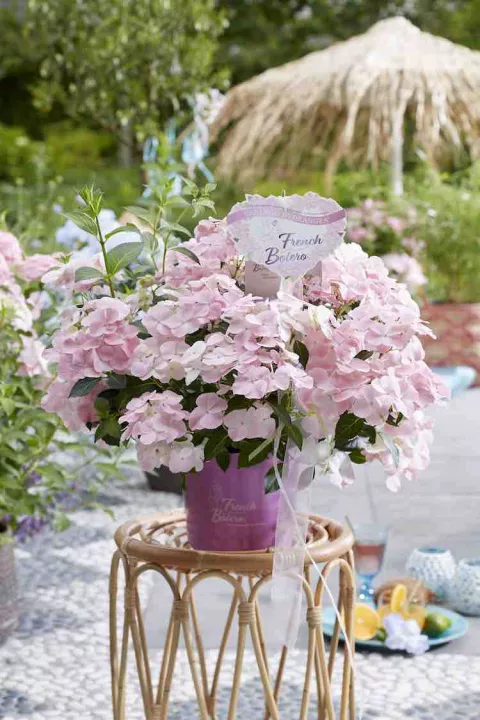 Hydrangea 'French Bolero'® Pink