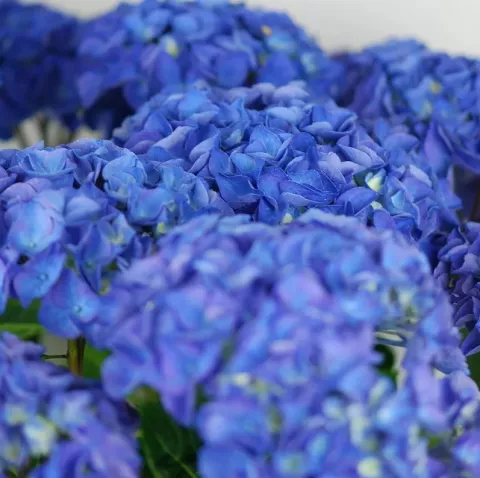 Hydrangea macr. 'Anda Blue'