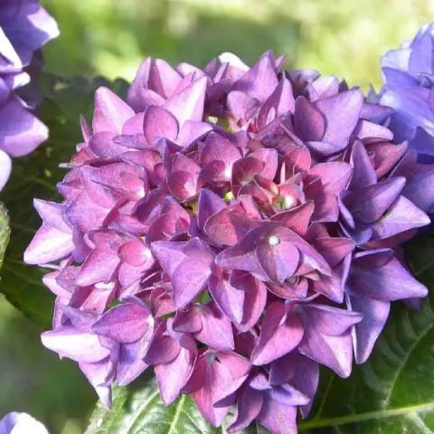 Hydrangea macr. 'Côte d'Azur'®