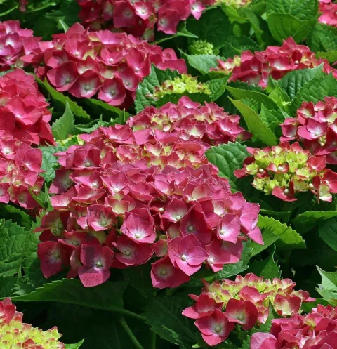 Hydrangea macr. 'Alpenglühen'