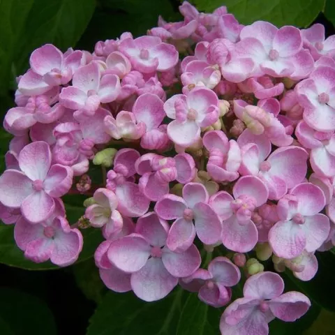 Hydrangea macr. 'Ayesha'