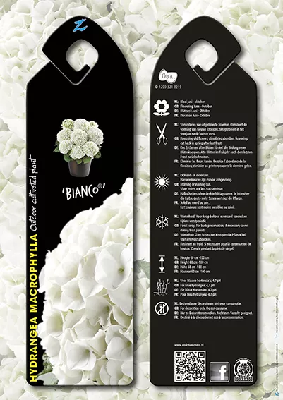 Hydrangea macr. 'Bianco'