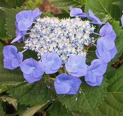 Hydrangea macr. 'Blaumeise'
