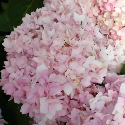 Hydrangea macr. 'Cameroun'®
