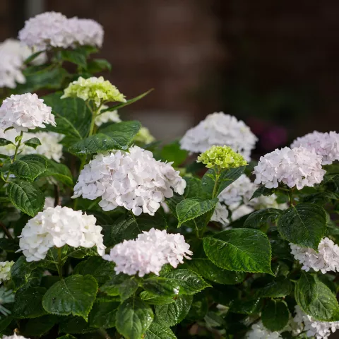 Hydrangea m. 'Endless Summer'®' 'The Bride'