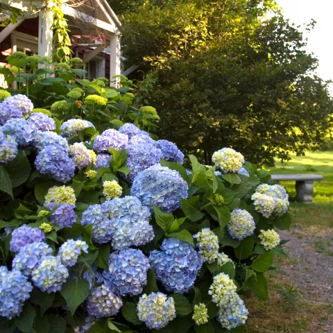 Hydrangea macr. 'Endless Summer'® BLAUW The Original