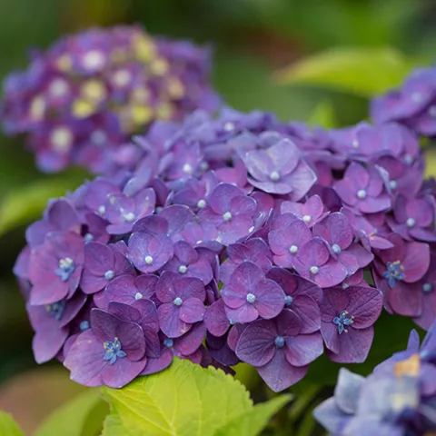 Hydrangea macr. 'Endless Summer'® PAARS Summer Love