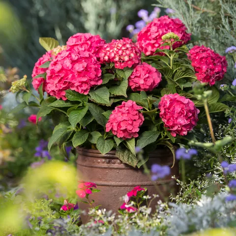 Hydrangea macr. 'Endless Summer'® ROOD Summer Love