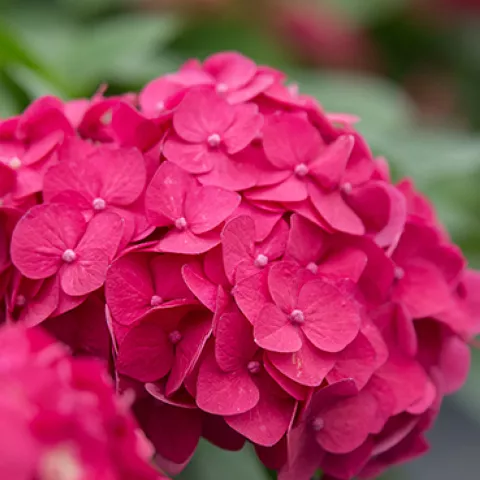 Hydrangea macr. 'Endless Summer'® ROOD Summer Love